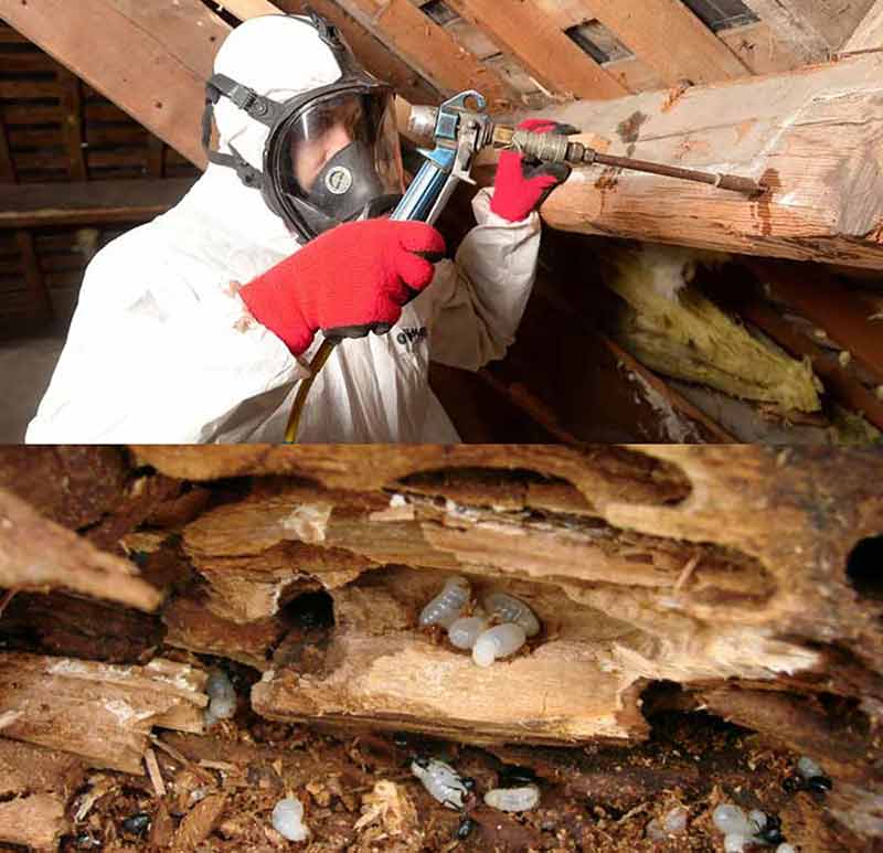 Traitement des bois de charpente - NCJ Habitat : Fabien NICOLAS à Lorient (56) : Traitement curatif et préventif contre les insectes xylophages et les champignons dans le Morbihan (56) et le Finistère (29)